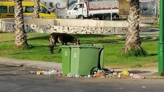 أزبال وحيوانات يؤتثون فضاءات إنزكان