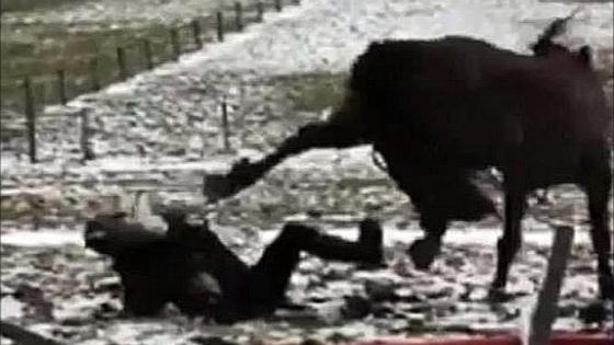 ركلة حصان تودي بحياة طفل بحي الشنينات أولاد تايمة
