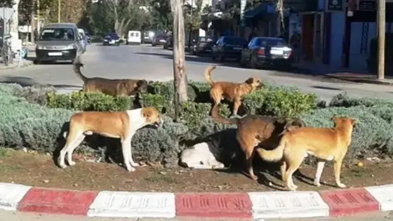 الكلاب الضالة تقتل سائحة أجنبية بالداخلة