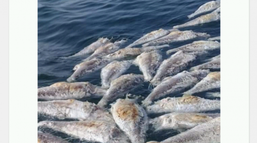 كارثة بيئية جديدة.. أسماك متحللة في عرض البحر بسواحل مدينة الداخلة