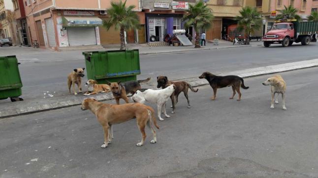 كلاب ضالة تثير مخاوف سكان بيوكرى