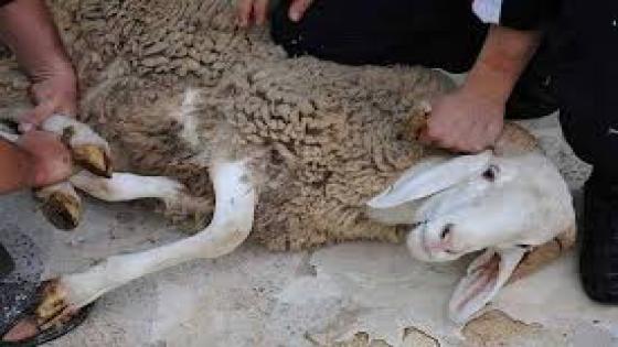 تارودانت : نحر الاضاحي يبتدئ في الثامنة صباحا من يوم العيد