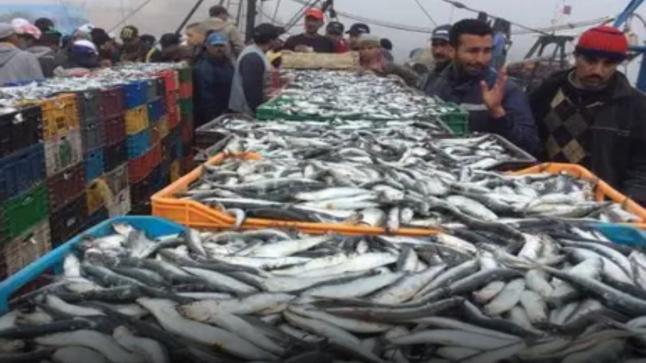 في أول أيام رمضان.. أسعار السمك ترتفع بشكل ملحوظ