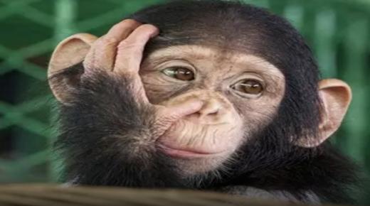 الصحة العالمية: جدري القردة لن يتحول لوباء