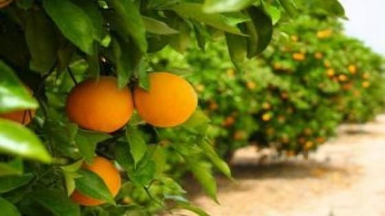 الغرفة الفلاحية لسوس ماسة تطالب بتخصيص حصص إضافية من مياه الري ل”مشروع الكردان” لإنتاج الحوامض