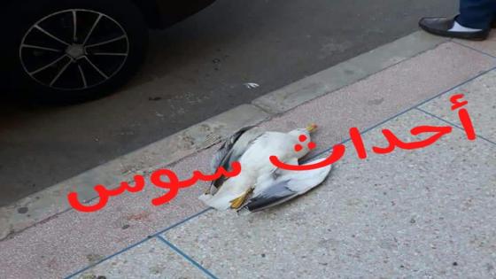 هذا مصير صائد طائر النورس بانزكان
