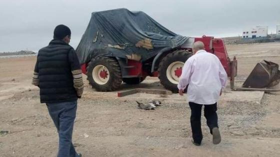 إستياء بعد نفوق عشرات طيور النورس ( كابيوط) بميناء سيدي افني و ONSSA تدخل على الخط