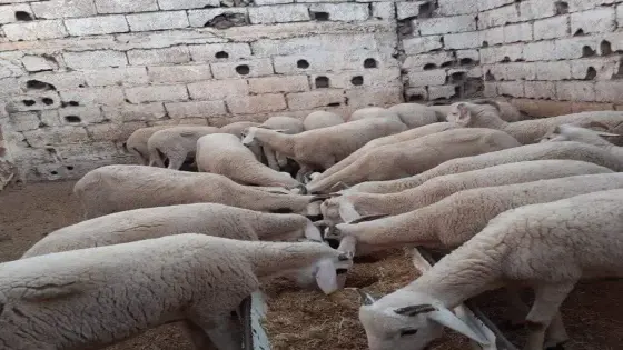 وزير سابق يُلَمِّحُ لقرار إلغاء عيد الأضحى بالمغرب