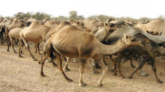 ” أبو الحقوق ” يخمد فتيل حرب ” الرعاة ” بأيت ملول