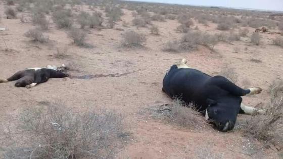 فيروس قاتل يروع ” الكسابة ” نواحي بلفاع
