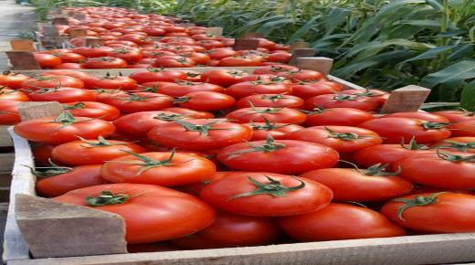 أسعار الطماطم تشرع في الانخفاض مع اقتراب رمضان وسط ارتياح التجار