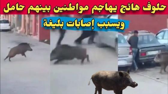 “هجوم خنزير بري يثير الهلع في إمي ن تانوت أربعة مصابين بجروح بليغة ونداء للتدخل العاجل”