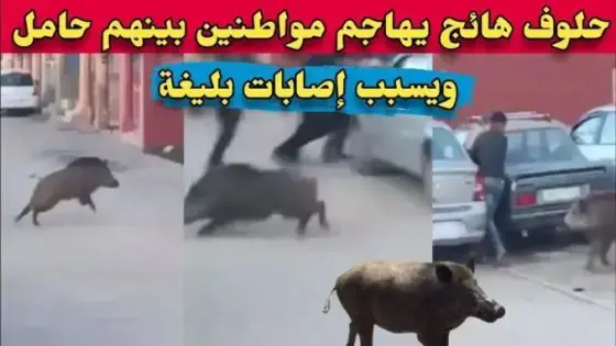 “هجوم خنزير بري يثير الهلع في إمي ن تانوت أربعة مصابين بجروح بليغة ونداء للتدخل العاجل”