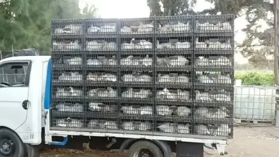 أكادير.. رئيسة جماعة قروية تفرض رسوم على تجار “الدواجن” وسط ترحيب من المواطنين