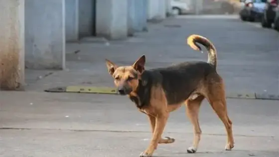 أكادير .. مطالب بوقف زحف الكلاب الضالة