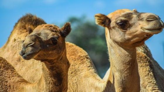 لحم الابل يرسل 58 شخصا للمستشفى