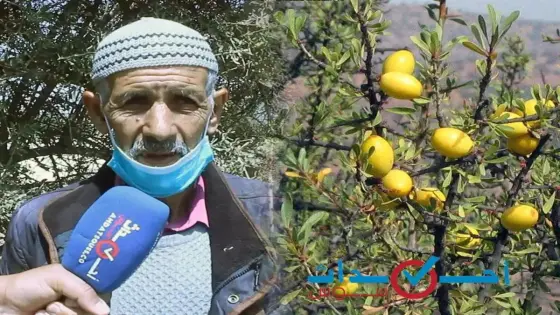 لقاء مع ممثل جمعية أبليز التمسية و أولاد دحو حول نبتة ” الأركان”