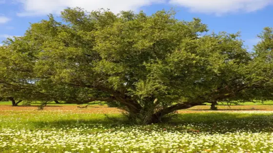 تعاونية “أركان” وهمية تبتلع الدعم العمومي بإقليم اشتوكة أيت باها