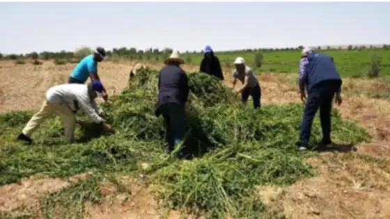 اتلاف حقول “النعناع” غير السليم في إطار برنامج المراقبة