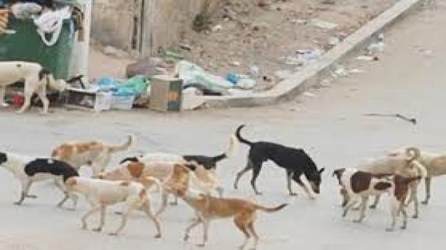 الكلاب الضالة تهاجم المواطنين في تزنيت