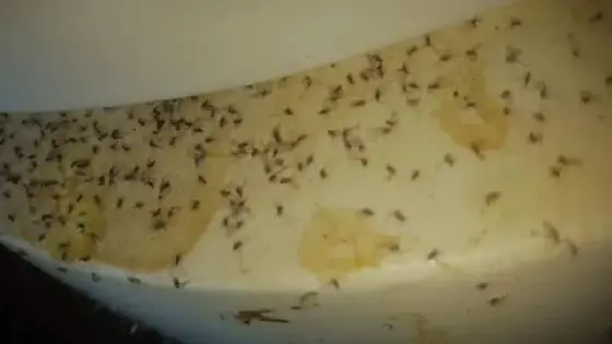 في غياب اية مبادرة من طرف المسؤولين.. الحشرة القرمزية تغزو البيوت والفضاءات العمومية بأولاد تايمة