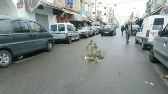 إستهزاء بعد غرس شجرة وسط طريق في إنزكان 