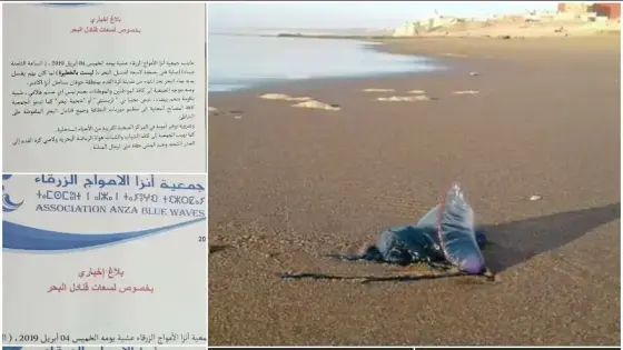خطر، قناديل البحر يغزو سواحل أكادير وهيئات مدنية تحذر