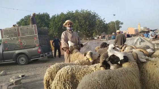 ارتفاع صاروخي لأثمنة اضاحي العيد بانزكان