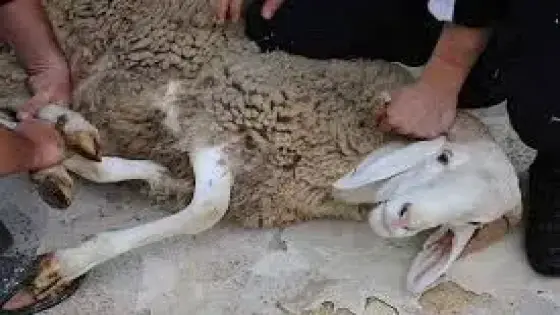 تارودانت : نحر الاضاحي يبتدئ في الثامنة صباحا من يوم العيد