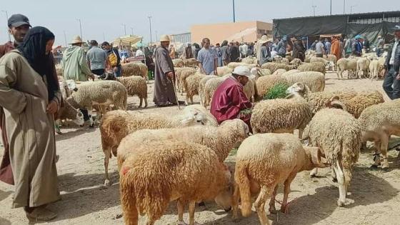 قبيل عيد الأضحى قراءة في أثمنة الأغنام بأسواق سوس