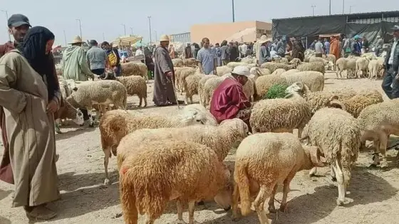 قبيل عيد الأضحى قراءة في أثمنة الأغنام بأسواق سوس