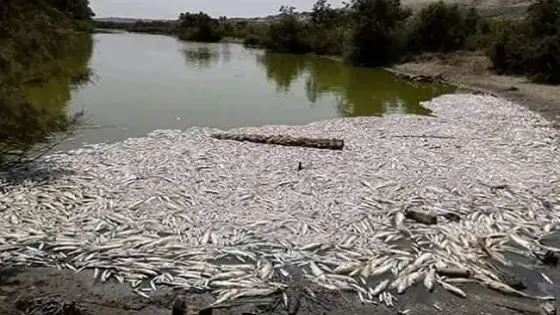 نفوق كمية خطيرة من الأسماك بوادي ماسة