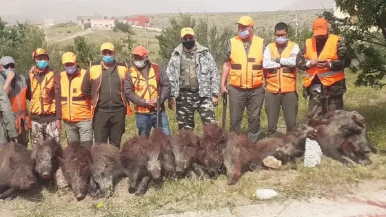 إحاشات تقلص أضرار الخنازير البرية على الحقول بآشتوكة