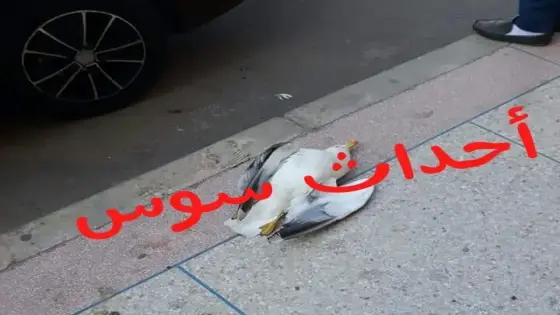 هذا مصير صائد طائر النورس بانزكان