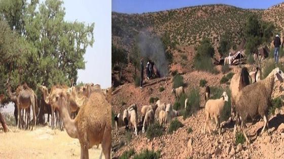 مواطنون يرفعون تظلما للسلطات لوقف تصرفات الرحل بتنكرفا نواحي سيدي افني