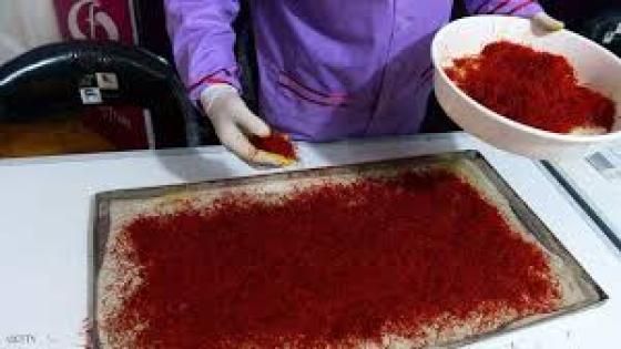 زعفران تالوين.. رحلة البحث عن أغلى أنواع التوابل وأكثرها طلبا في العالم