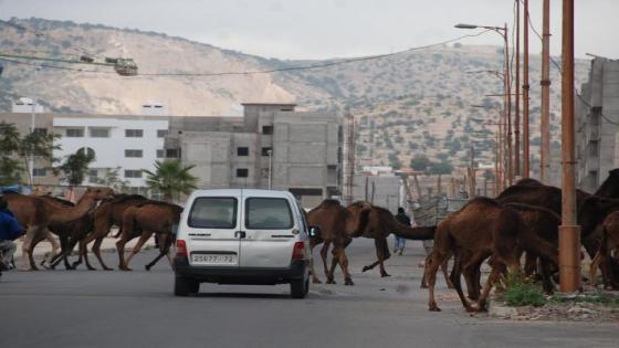 بأكادير.. اجتماع موسع لتدارس إجراءات تنزيل قانون الترحال الرعوي