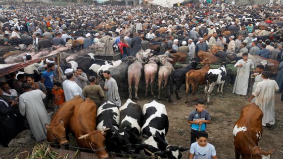 A general view of a cattle market in Al Manashi village, ahead of the Muslim festival of sacrifice Eid al-Adha, following the outbreak of the coronavirus disease (COVID-19), in Giza, on the outskirts of Cairo, Egypt July 23, 2020. REUTERS/Mohamed Abd El Ghany