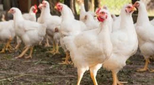 اسعار الدجاج تلهب جيوب المواطنين بانزكان