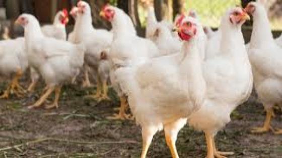 اسعار الدجاج تلهب جيوب المواطنين بانزكان