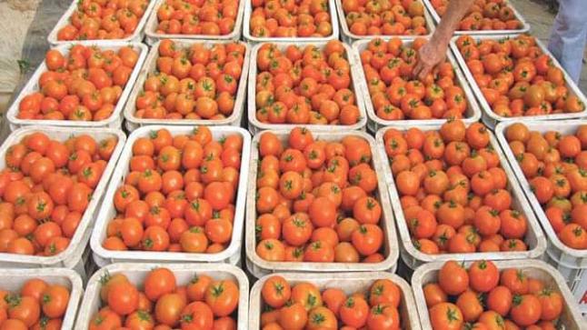 بعد وقف التصدير.. أسعار الطماطم تتهاوى في سوق الجملة بالدار البيضاء