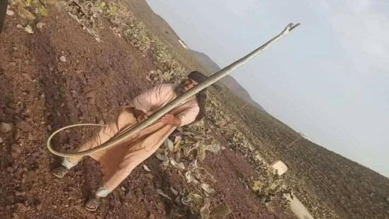مواطن يقتل أفعى سامة طولها أربعة أمتار بآيت بعمران