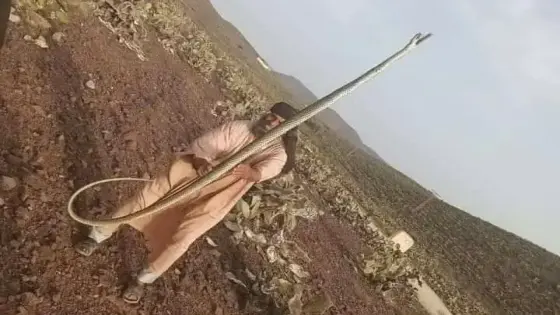 مواطن يقتل أفعى سامة طولها أربعة أمتار بآيت بعمران