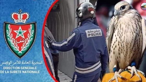 توقيف خليجي بالمطار وبحوزته فصيلة ناذرة من الصقور حاول تهريبها خارج المغرب