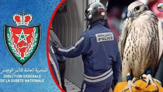 توقيف خليجي بالمطار وبحوزته فصيلة ناذرة من الصقور حاول تهريبها خارج المغرب