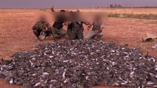 وزارة الفلاحة تكشف نتائج التحقيق وتُتابع الشركة المنظمة للصيد الجائر للطيور أمام القضاء