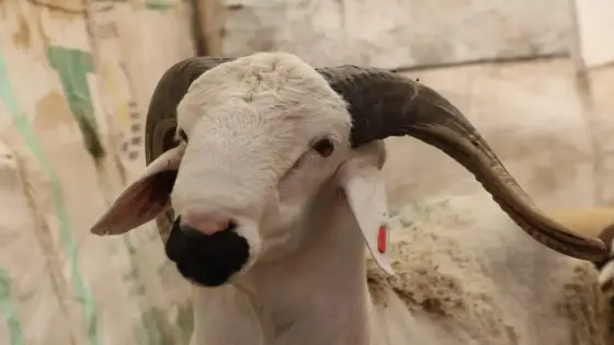 بالفيديو ، أغلى خروف برحبة المواشي بأكادير