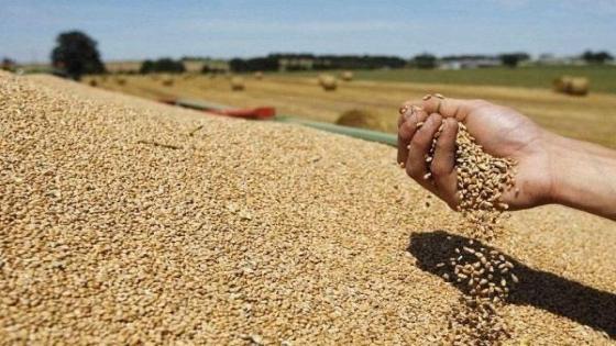 موسم الحبوب .. اتخاذ تدابير تحفيزية لتسويق المنتوج الوطني