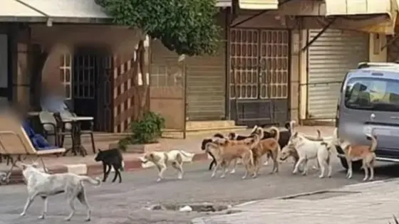 الداخلية تكشف أخيرا عن خطتها لمواجهة الكلاب الضالة، بعد تسجيل الوفيات و تزايد العضات.