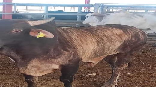 تحذير حقوقي من تهديد الصحة العامة بسبب الأبقار البرازيلية